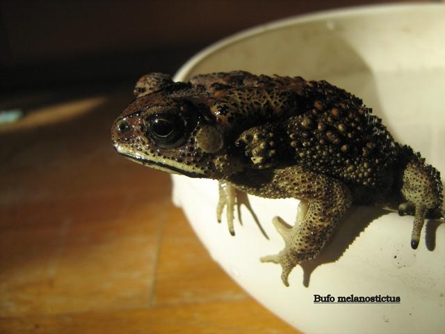 Bufo melanostictus (Duttaphrynus melanostictus) 01.jpg